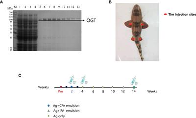 A novel shark single-domain antibody targeting OGT as a tool for detection and intracellular localization